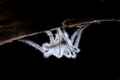 Grotte de l'Olivier (Lot) - Moustique mort couvert de moisissures(SP-23-1815)
